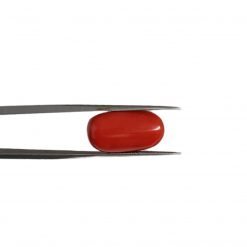 10.22 Carats Natural Red Italian Coral