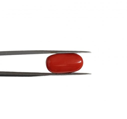 10.22 Carats Natural Red Italian Coral